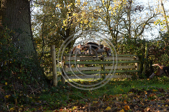 Worcestershire_Hunting_20PN_120943