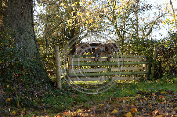 Worcestershire_Hunting_20PN_120944