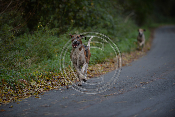 Worcestershire_Hunting_20PN_120952