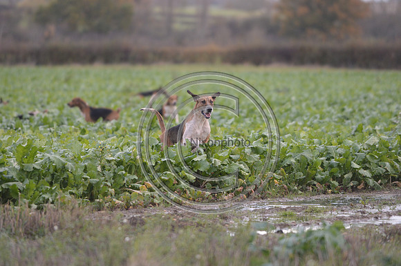 Worcestershire_Hunting_20PN_120954