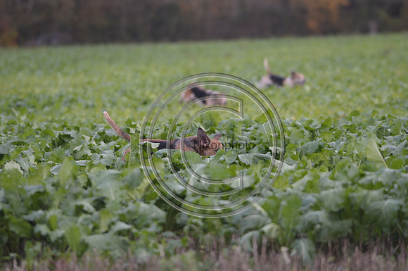 Worcestershire_Hunting_20PN_120955