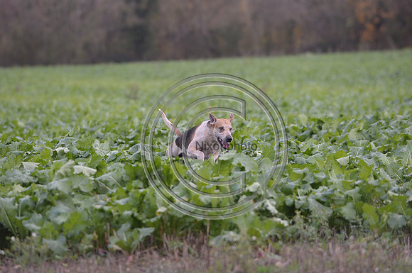 Worcestershire_Hunting_20PN_120957