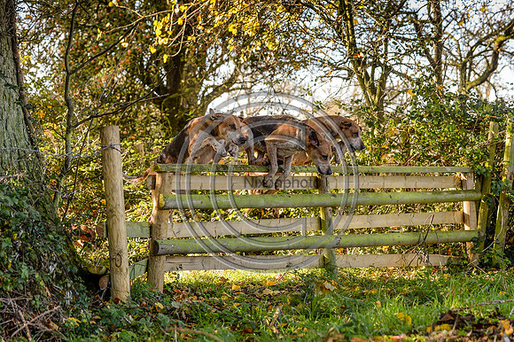 Worcestershire_Hunting_20PN_120944
