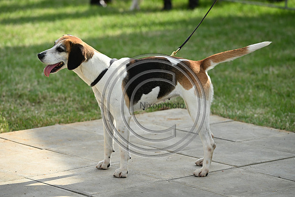Festival of Hounds 2024
