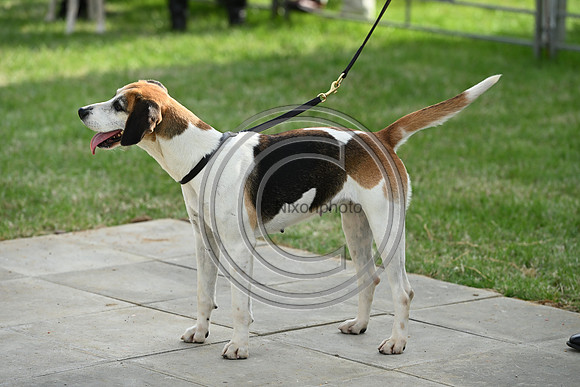 Festival of Hounds 2024