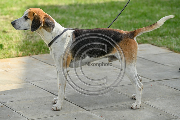 Festival of Hounds 2024