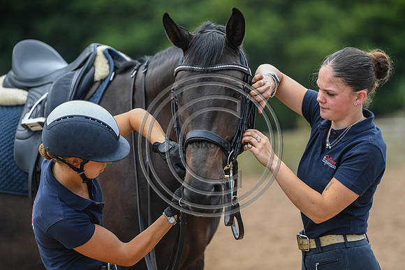 Collective Equestrian