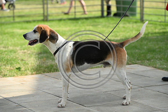Festival of Hounds 2024