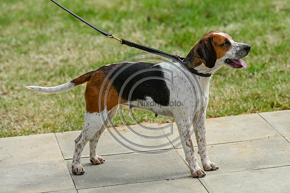 Festival of Hounds 2024
