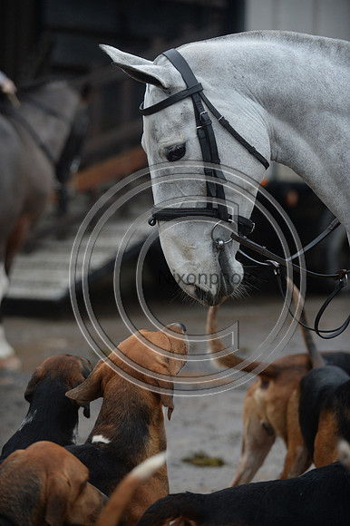Eggesford_Hunting_20PN_122865
