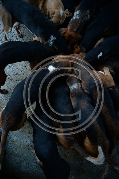 Eggesford_Hunting_20PN_122980
