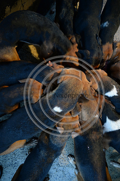 Eggesford_Hunting_20PN_122982