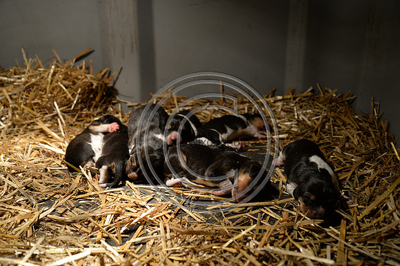 Eggesford_Hunting_20PN_122984
