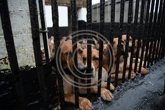 Eggesford_Hunting_20PN_122993