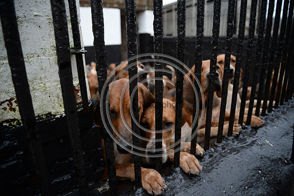 Eggesford_Hunting_20PN_122994