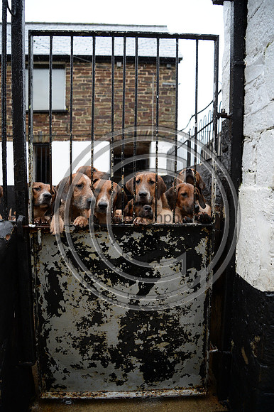 Eggesford_Hunting_20PN_122996