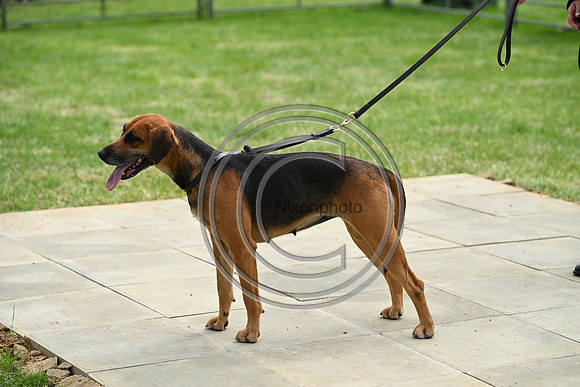 Festival of Hounds 2024