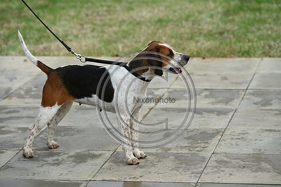 Festival of Hounds 2024