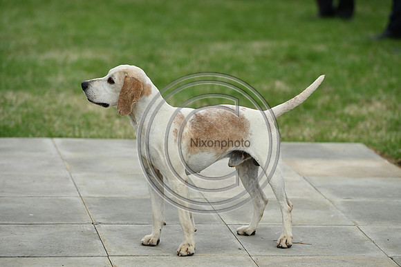 Festival of Hounds 2024