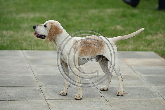 Festival of Hounds 2024