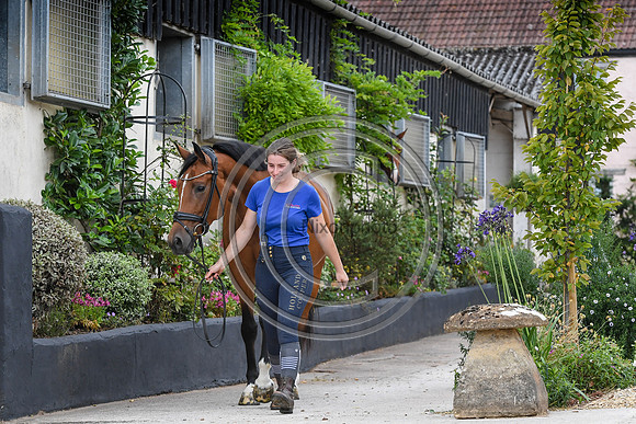 Collective Equestrian
