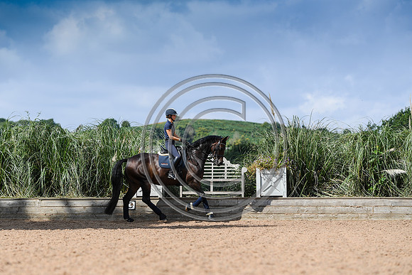 Collective Equestrian
