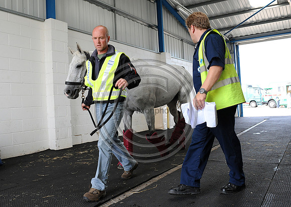 OlympicHorses_08KH282
