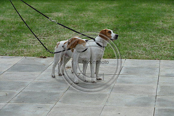 Festival of Hounds 2024