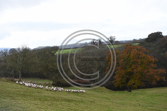 Ludlow_Hunting_223