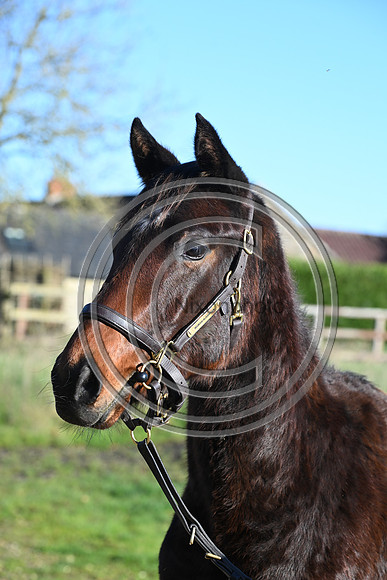 Foal_Selwood_PN96