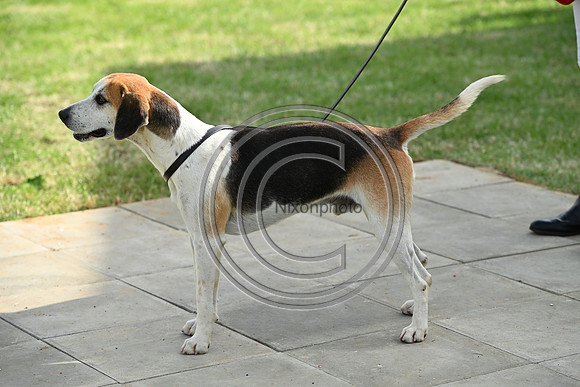 Festival of Hounds 2024