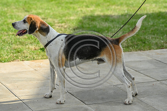 Festival of Hounds 2024