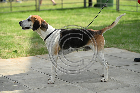 Festival of Hounds 2024