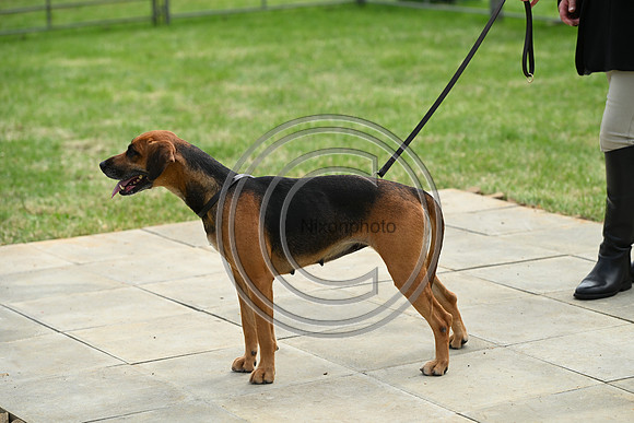 Festival of Hounds 2024