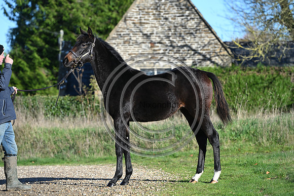 Foal_Selwood_PN66