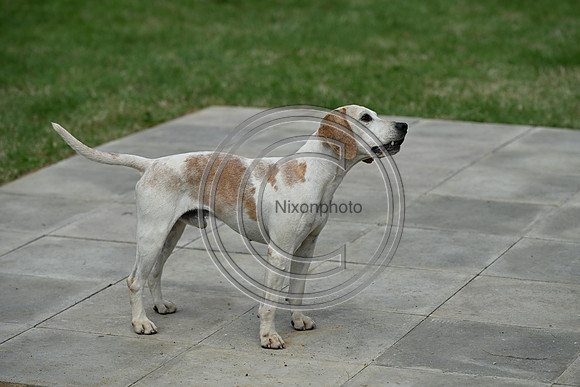 Festival of Hounds 2024