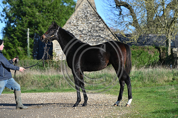 Foal_Selwood_PN73