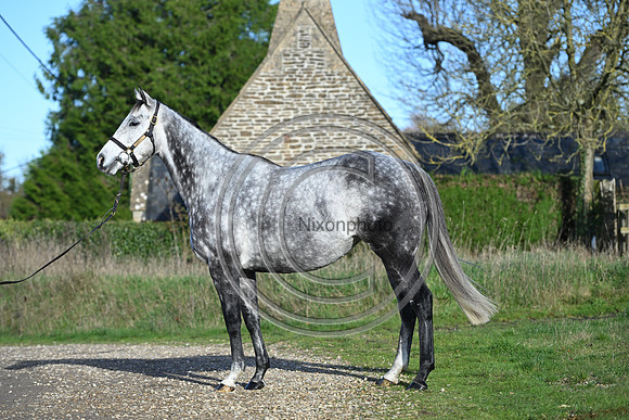 Mare_Selwood_PN63