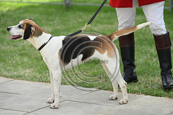 Festival of Hounds 2024