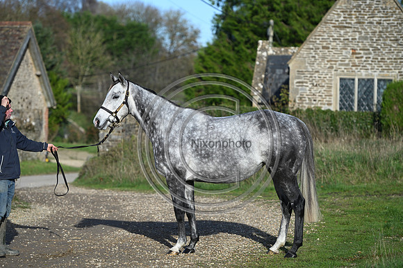 Mare_Selwood_PN49