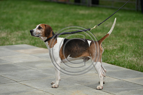 Festival of Hounds 2024