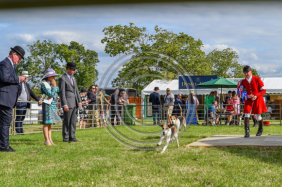 Festival of Hounds 2024