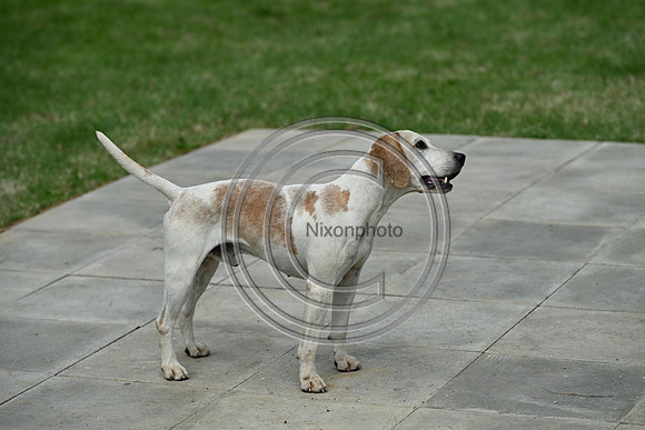 Festival of Hounds 2024
