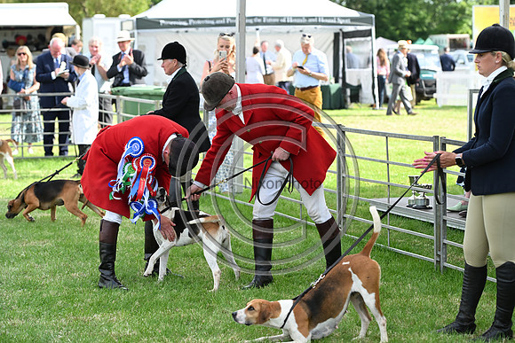 Festival of Hounds 2024