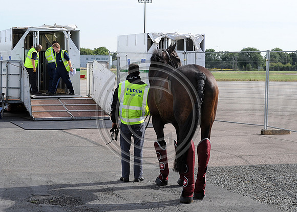 OlympicHorses_08KH283