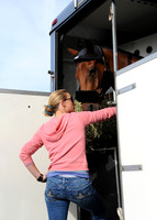 OlympicHorses_08KH275