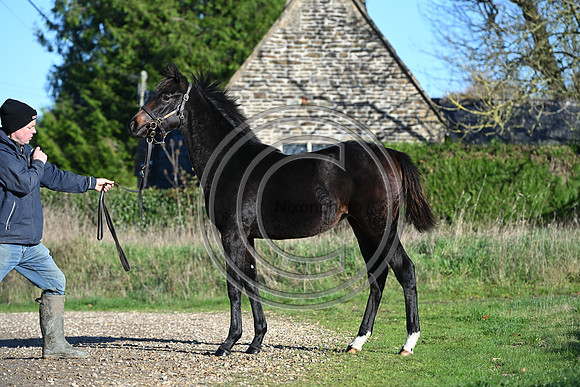 Foal_Selwood_PN69