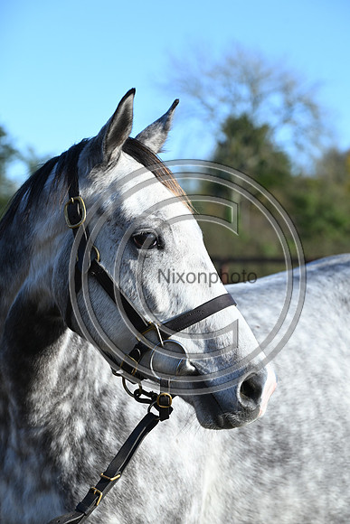 Mare_Selwood_PN66