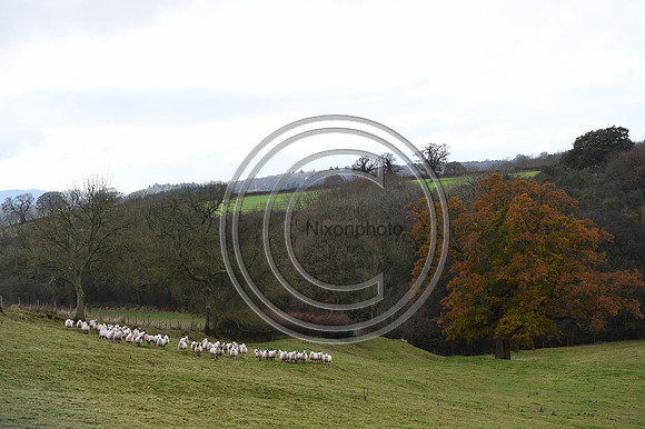 Ludlow_Hunting_222