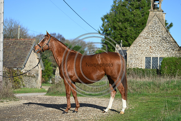 Mare_Selwood_PN31